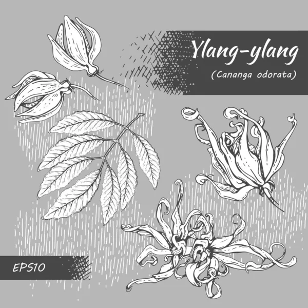 Συλλογή Λουλουδιών Και Φύλλων Ylang Ylang Λεπτομερή Ζωγραφισμένα Στο Χέρι — Διανυσματικό Αρχείο