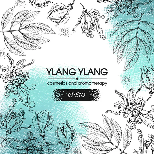 Κυκλικό Πλαίσιο Λουλούδια Και Φύλλα Ylang Ylang Λεπτομερή Ζωγραφισμένα Στο — Διανυσματικό Αρχείο