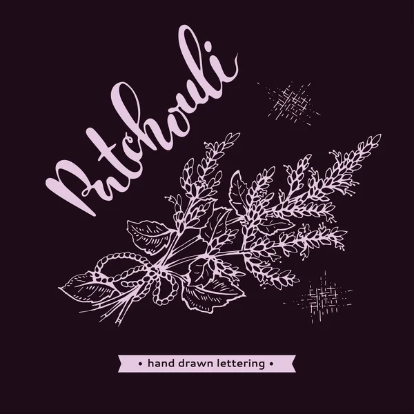 Patchoulis Cilt Bakımı Çiçekler Yapraklı Dallar Detaylı Çizimleri Vektör Botanik — Stok Vektör