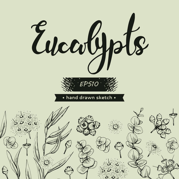 Background with Eucalyptus leaves, young shoots and branches of eucalyptus with flowers, buds and seeds and lettering Eucalypts. Detailed hand-drawn sketches, vector botanical illustration.