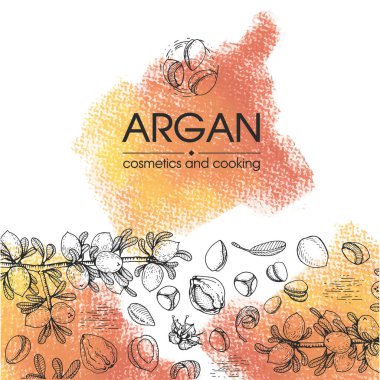 Üzerinde meyve, fındık, argan ağacı, armut, yaprak ve aksesuar olan kompozisyon elle çizilmiş çizimler, vektör botanik illüstrasyon. Menü, etiket, paketleme tasarımı için.