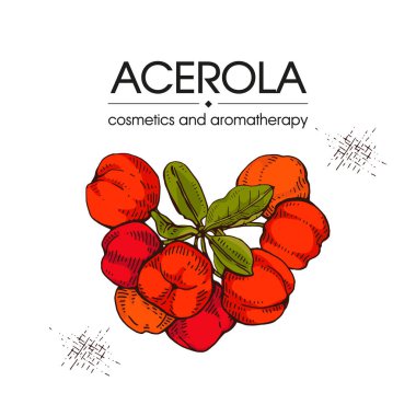 Dallı acerola, kiraz, meyve, çiçek. Detaylı el çizimleri, vektör botanik çizimler. Menü, etiket, paketleme tasarımı için.