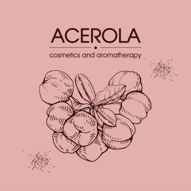 Dallı acerola, kiraz, meyve, çiçek. Detaylı el çizimleri, vektör botanik çizimler.