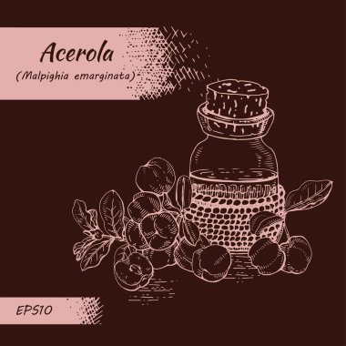 Dal acerola kirazı, meyve, çiçek ve yağlı cam şişe ve aksesuarlarla dolu bir hayat. Detaylı el çizimleri, vektör botanik çizimler.