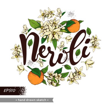 Circle filled bitter orange flowers, buds, fruits with lettering neroli. Detailed hand-drawn sketches, vector botanical illustration. clipart