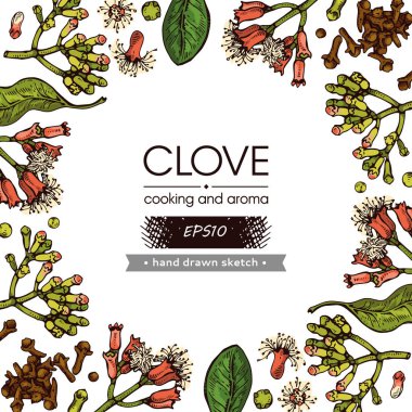 Yaprakları, tomurcukları ve çiçekleri olan bir karanfil ağacının dallarıyla çerçevelenmiş. Detaylı el çizimleri, vektör botanik çizimler.