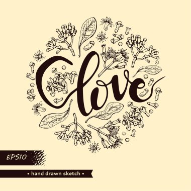 Karanfil ağacının dalları yapraklar, tomurcuklar, çiçekler ve harflerle dolu. Detaylı el çizimleri, vektör botanik çizimler.