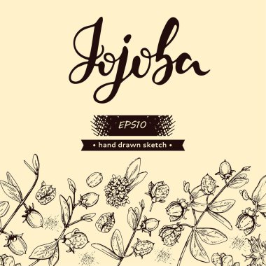 Jojoba dalları, meyveler, çiçekler ve yapraklarla dolu bir arka plan. Fruit jojoba kabuklu ve kabuksuz ve Jojoba harfli. Detaylı el çizimleri, vektör botanik çizimler.