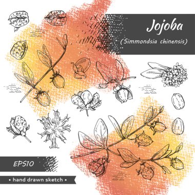 Meyve, çiçek ve yapraklı Jojoba dalları koleksiyonu. Kabuklu ve kabuksuz meyve kojoba. Detaylı el çizimleri, vektör botanik çizimler. 