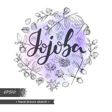 Çember Jojoba dallarını meyve, çiçek ve yapraklarla doldurdu. Fruit jojoba kabuklu ve kabuksuz ve Jojoba harfli. Detaylı el çizimleri, vektör botanik çizimler. 