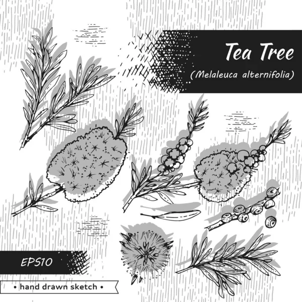 Sammlung Von Zweigen Mit Blättern Und Blüten Des Teebaumes Detaillierte — Stockvektor