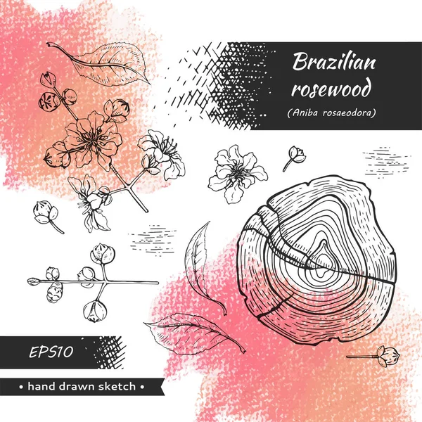 收集玫瑰木和带有花和芽的枝条 详细的手绘草图 矢量植物图解 — 图库矢量图片