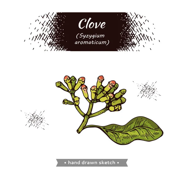 Ramos Uma Árvore Cravo Com Folhas Botões Flores Desenhos Desenhados —  Vetores de Stock