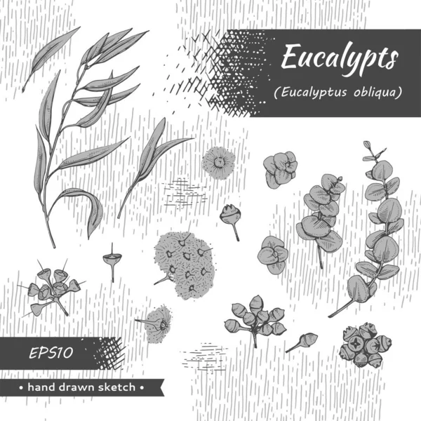 Sammlung Von Eukalyptusblättern Jungen Trieben Und Eukalyptuszweigen Mit Blüten Knospen — Stockvektor