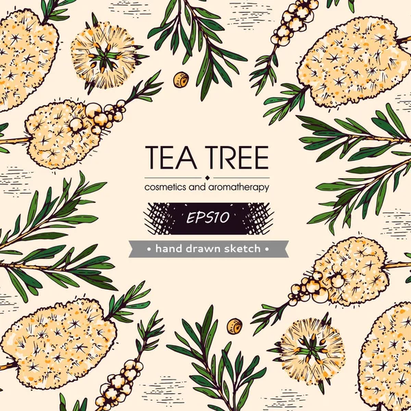 Background with branches with leaves and flowers of tea tree. Detailed hand-drawn sketches, vector botanical illustration. — Stock Illustration Background Branches Leaves Flowers Tea Tree Detailed Hand Drawn Sketches Stock Illustration