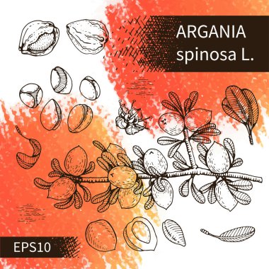 Ağaç dalı argümanlarla meyveler, deride fındık argümanları, çiçek argümanları. Çizim, ambalaj tasarımı veya yazdırma tasarımı için grafiklerin tarzında elle çizilir. 