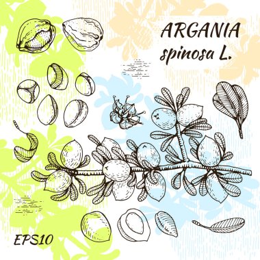 Ağaç dalı argümanlarla meyveler, deride fındık argümanları, çiçek argümanları. Çizim, ambalaj tasarımı veya yazdırma tasarımı için grafiklerin tarzında elle çizilir. 