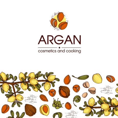 Argan ağacının meyve, fındık argümanları, yapraklar ve aksesuarlarla kompozisyonu elle çizilmiş çizimler, vektör botanik illüstrasyonu.