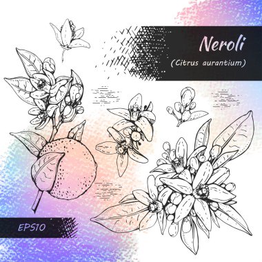 Acı portakal çiçeği, tomurcuk, meyve koleksiyonu. Detaylı el çizimleri, vektör botanik çizimler.