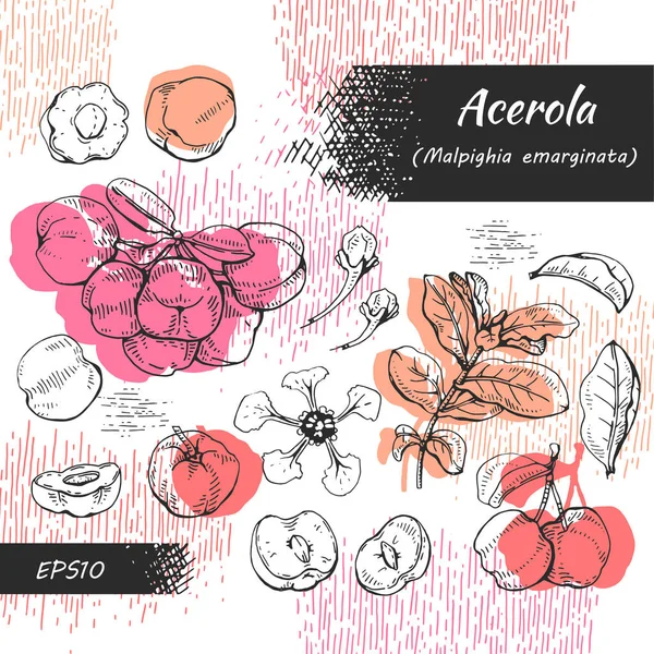 Sammlung Von Zweig Acerola Kirsche Obst Blume Detaillierte Handgezeichnete Skizzen — Stockvektor