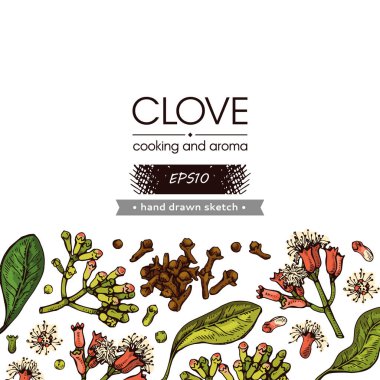 Yaprakları, tomurcukları ve çiçekleri olan bir karanfil ağacının dalları. Detaylı el çizimleri, vektör botanik çizimler.