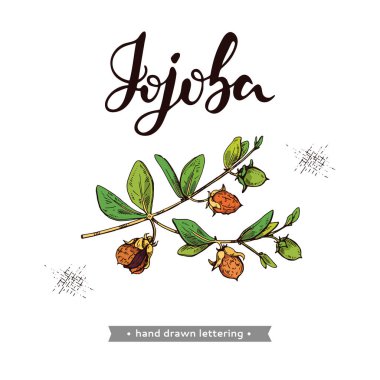 Meyve, çiçek ve yapraklı Jojoba dalları. Fruit jojoba kabuklu ve kabuksuz ve Jojoba harfli. Detaylı el çizimleri, vektör botanik çizimler. 