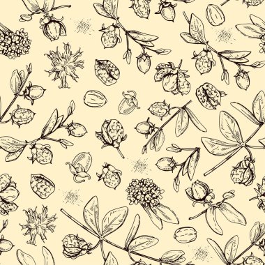 Jojoba dalları, meyveleri ve çiçekleri olan kusursuz desenli yapraklar. Kabuklu ve kabuksuz meyve kojoba. Detaylı el çizimleri, vektör botanik çizimler.  