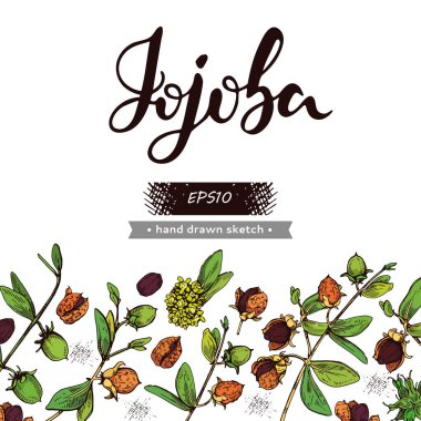 Jojoba dalları, meyveler, çiçekler ve yapraklarla dolu bir arka plan. Fruit jojoba kabuklu ve kabuksuz ve Jojoba harfli. Detaylı el çizimleri, vektör botanik çizimler.