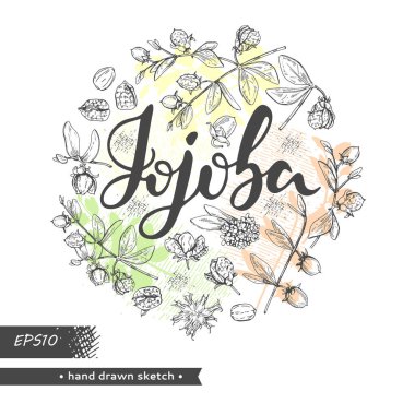 Çember Jojoba dallarını meyve, çiçek ve yapraklarla doldurdu. Fruit jojoba kabuklu ve kabuksuz ve Jojoba harfli. Detaylı el çizimleri, vektör botanik çizimler. 