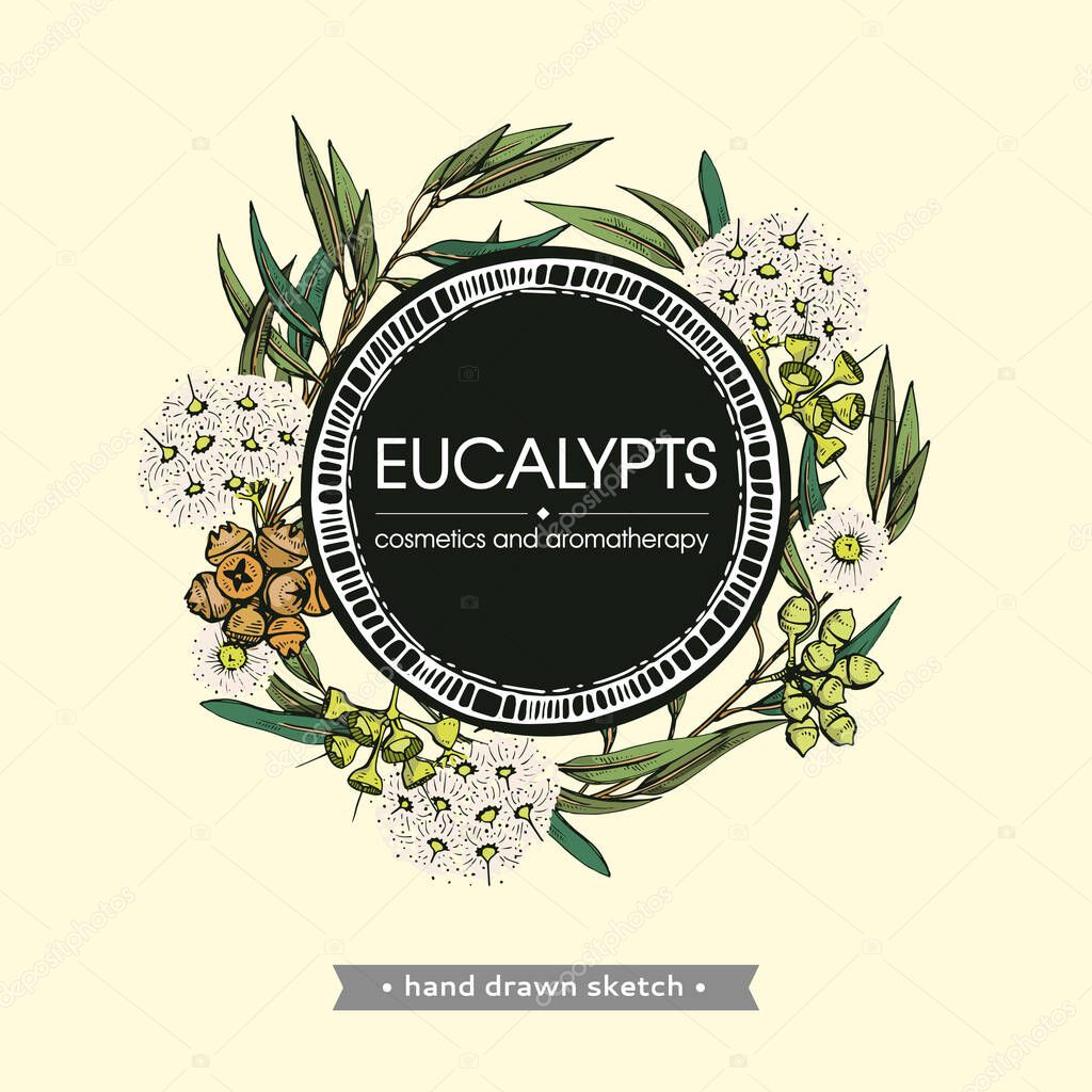 Marco con hojas de eucalipto, brotes jóvenes y ramas de eucalipto con
