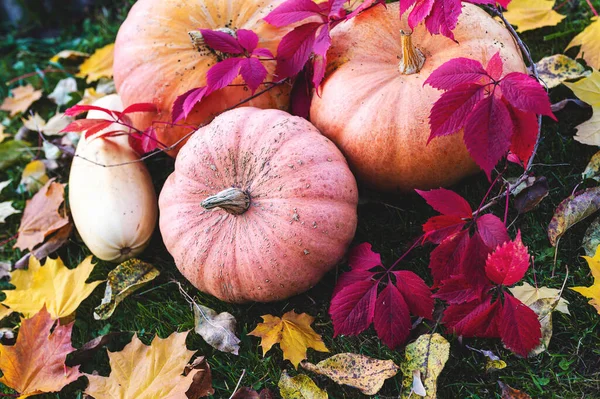 Herbststillleben Dekor Aus Kürbissen Und Blättern Auf Weißem Holzgrund Das — Stockfoto