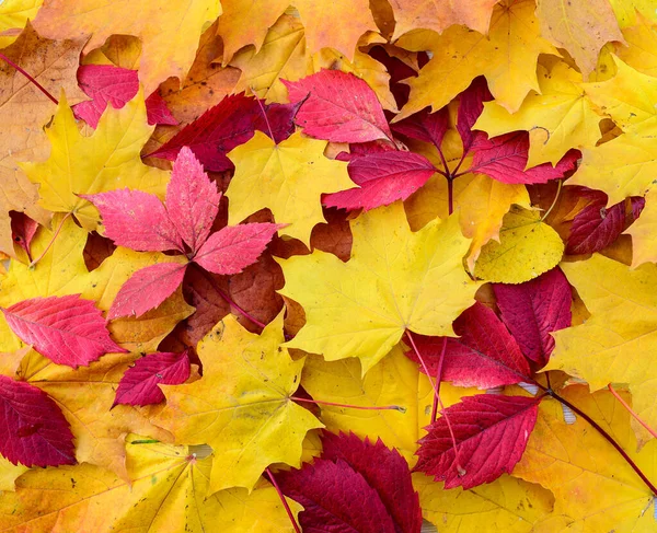 Fundo Outono Com Folhas Bordo Folhas Bordo Coloridas Jazem Grama — Fotografia de Stock