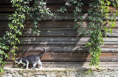 sarmaşık bitki rustik ahşap duvar ile bir parapetin üzerinde yürüyen bir kedi