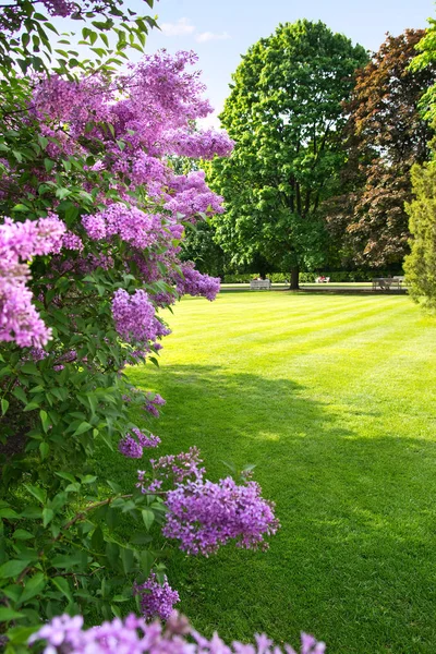 Lila Boom Tegen Zonnige Lente Parklandschap — Stockfoto