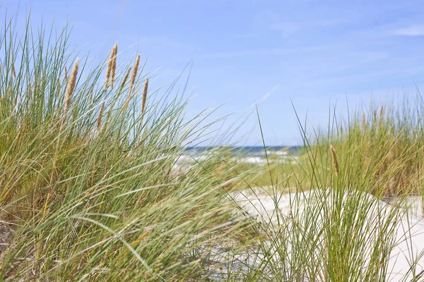 Балтийские Морские Дюны Красивый Пейзаж — стоковое фото