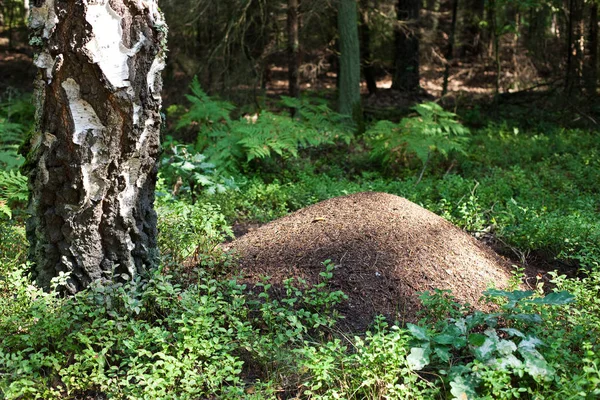 Grande Fourmilière Dans Forêt — Photo