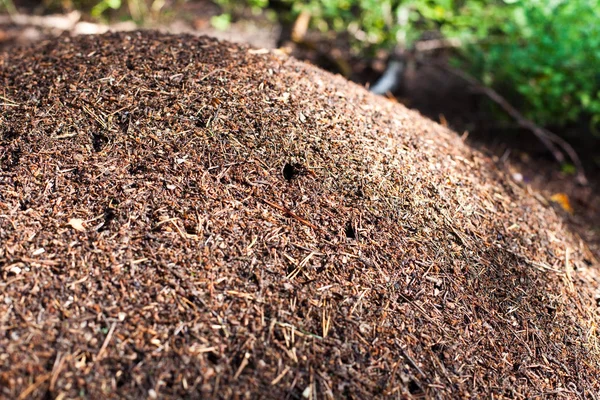 Grande Fourmilière Dans Forêt — Photo