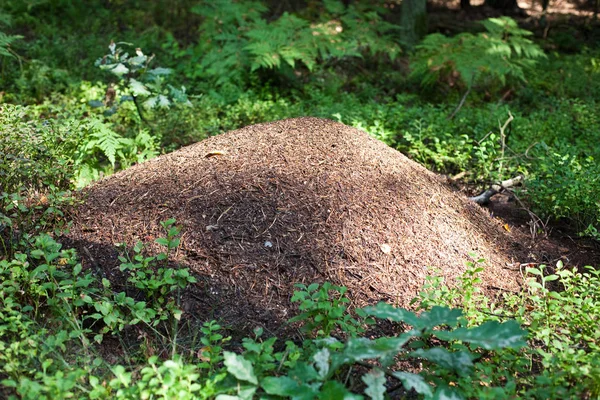 big ant hill in the forest