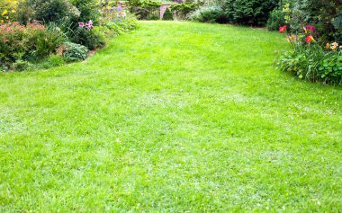Bahçe bahçesinin güzel arka planında yeşil çimen. 