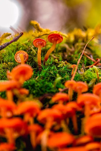 Jovens Cogumelos Início Floresta Siberiana Fazendo Seu Caminho Através Musgo — Fotografia de Stock