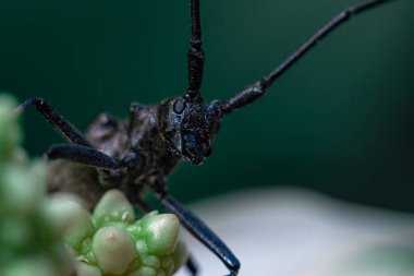 Stregun böceği ya da barbel. Zorlu görünüm