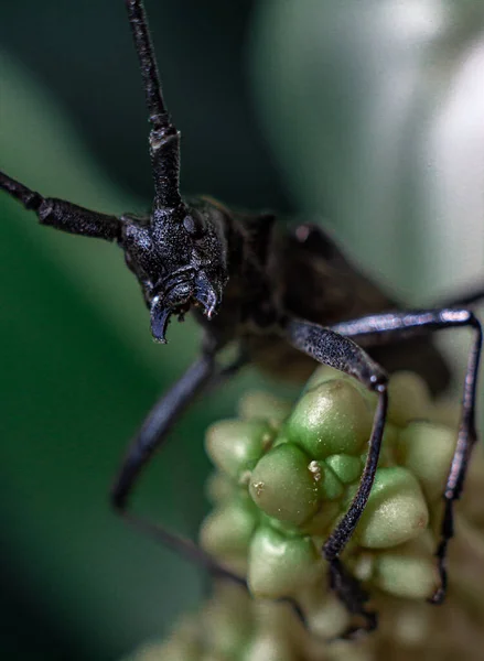 Stregun Beetle Barbel Formidable View — Stock Photo, Image