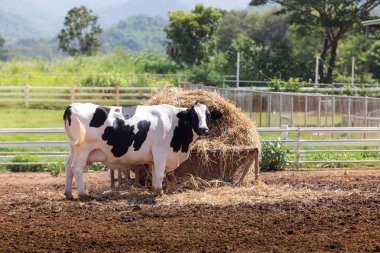 İnek sütü yemek pirinç saman grupta.