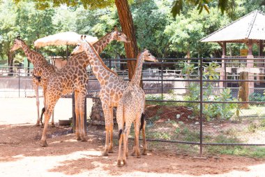 portre resim zürafa Nakhon Ratchasima Hayvanat Bahçesi