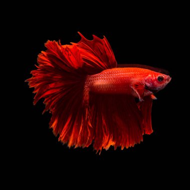 closeup arka plan hayvan akvaryum daha iyi balık mücadele