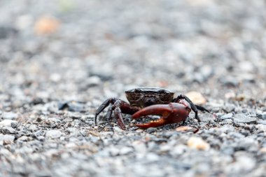Alan yengeç siyah renk doğa yere