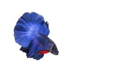 closeup arka plan hayvan akvaryum daha iyi balık, mavi renk mücadele