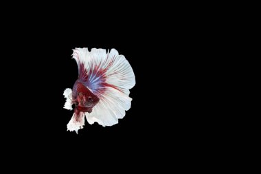 closeup arka plan hayvan akvaryum daha iyi balık mücadele