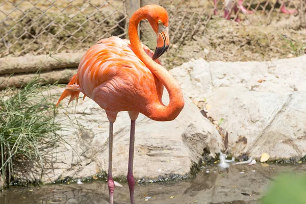 Pictures flamingo of animals Travel with family on holiday