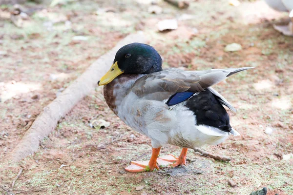 Foto Duck Dieren Reizen Met Gezin Vakantie — Stockfoto